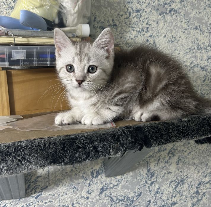 Продам котенка шотландец