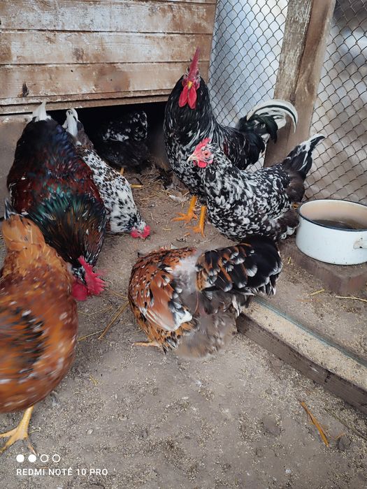 Оплодени яйца от Шведска цветна (пъстра) кокошка