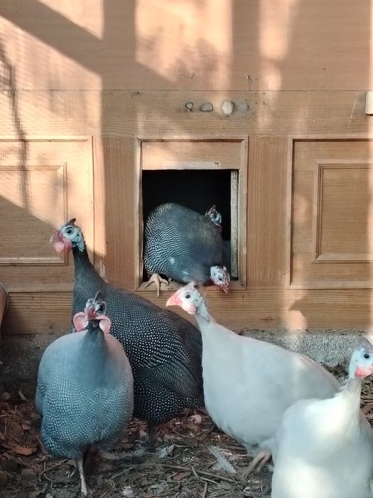 Продам цесарок..