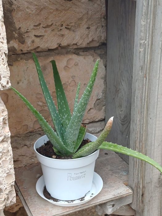 Растение Алоэ вера