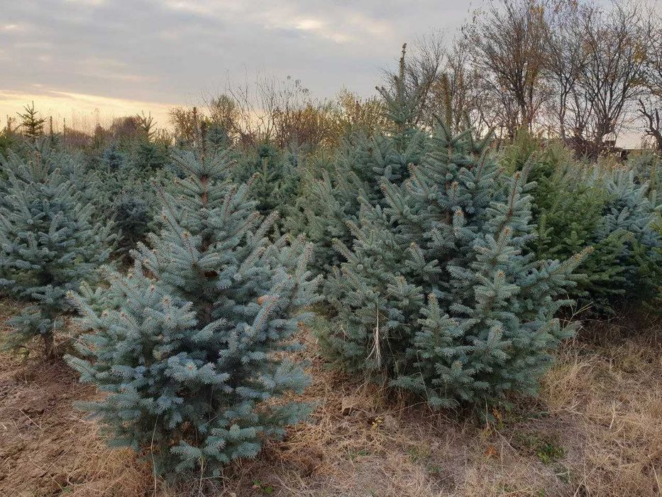 Голубые ели, Picea pungens glauca Glabosa