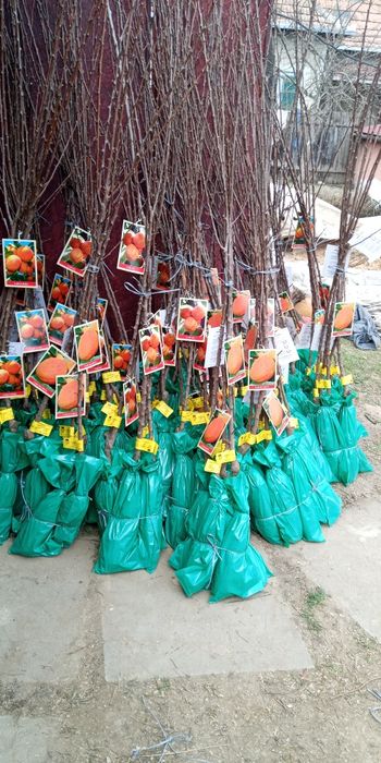 Pomi fructiferi   certificați ambalați de vânzare engross