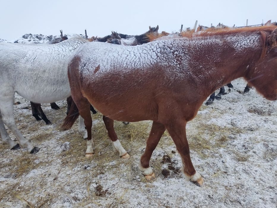 Продам Жеребую кабылу
