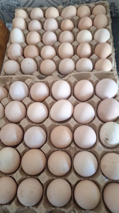 Яйцо жұмыртка жұмыртқа