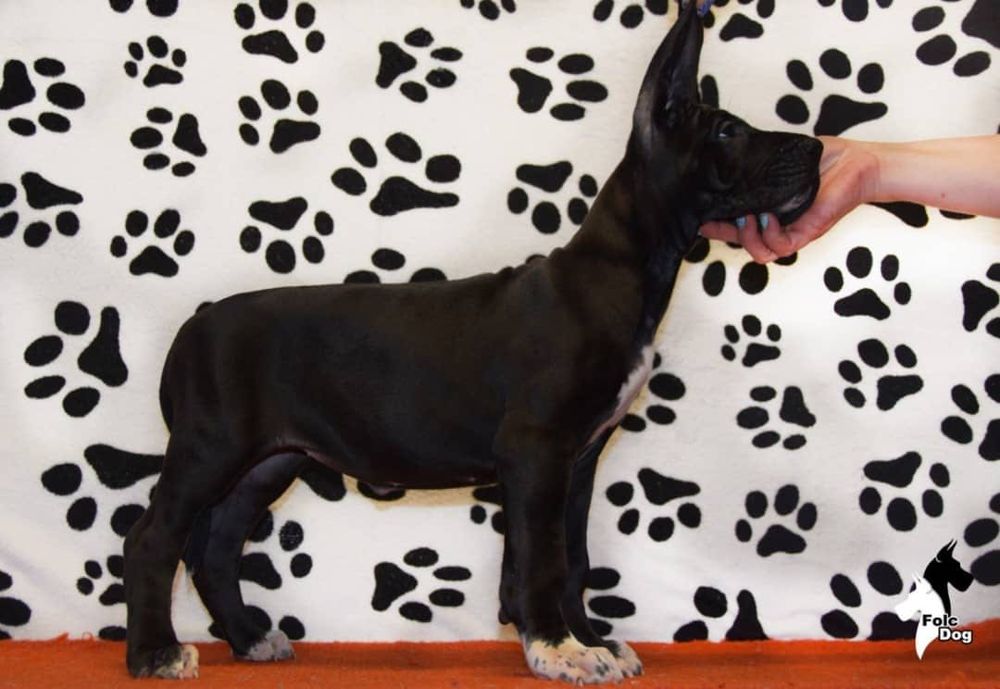 Щенки Немецкого Дога