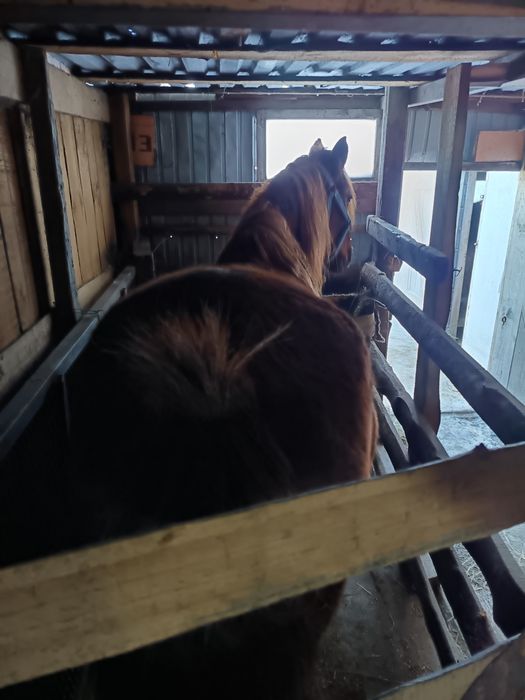 Продам кобылу, исправная