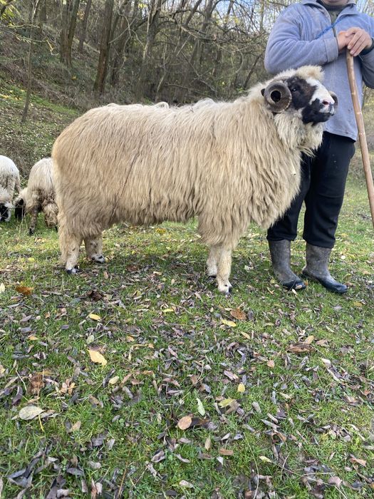 Vand sau schimb berbec breaz