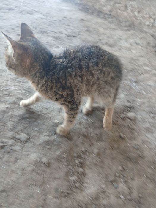 Еркек пышык бар. Бесплатно