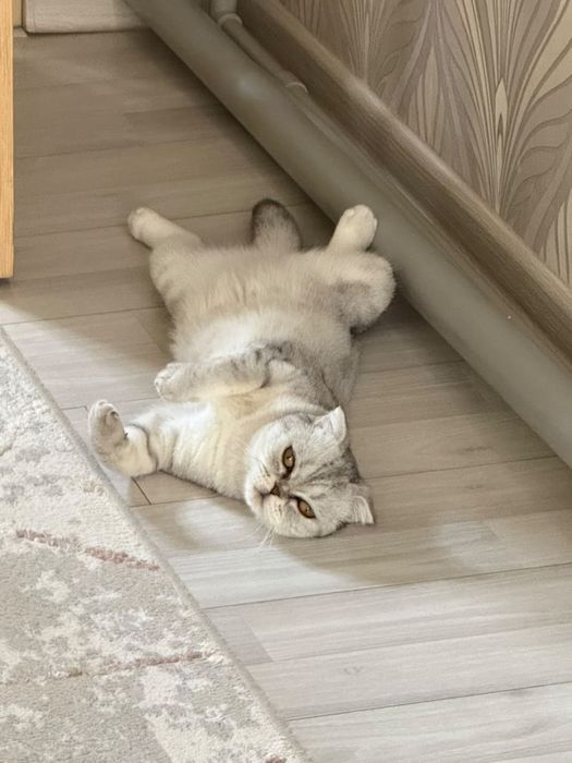 Шотландская вислоухая кошка