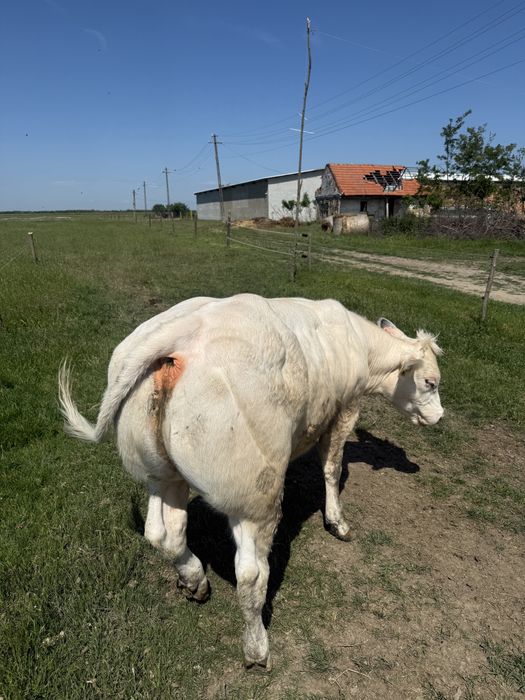 Vand vitea belga 75