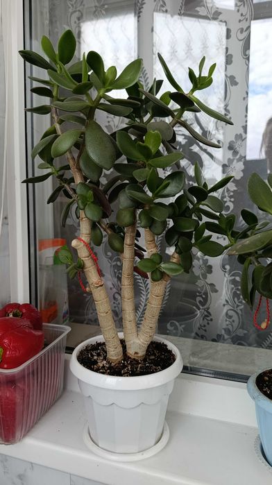 продам кактусы денежное дерево