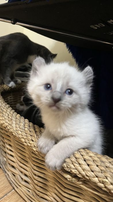 Отдам котят Американский Керл