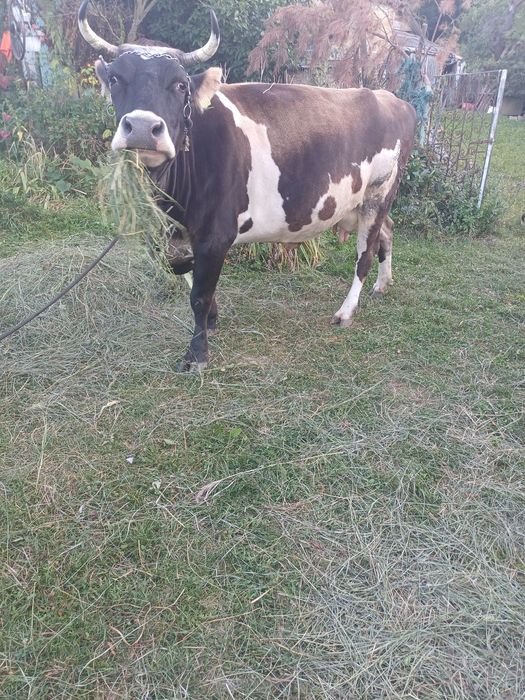 Vaca de vanzare ,