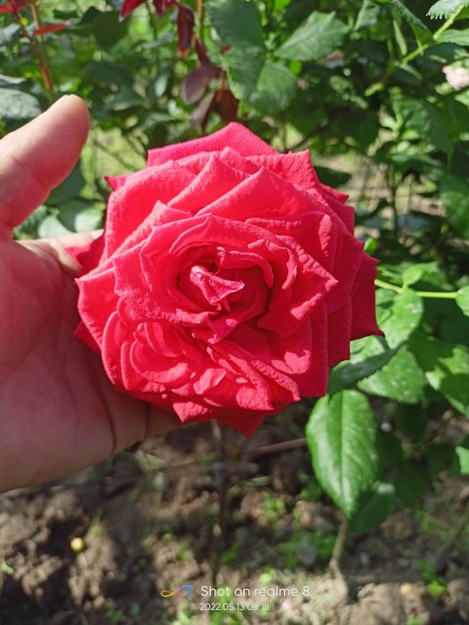 Shtampoviy atirgullar