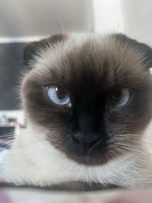 Продаются котята Scottish Fold