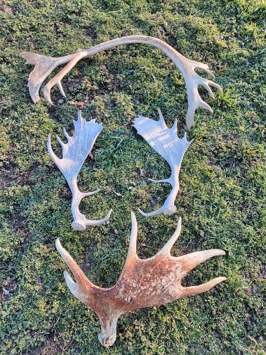 Стари рогa от  елен лопатар,лос и карибу.Трофей.