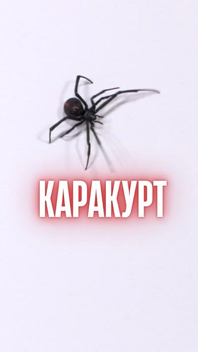 Дезинфекция от каракурта!