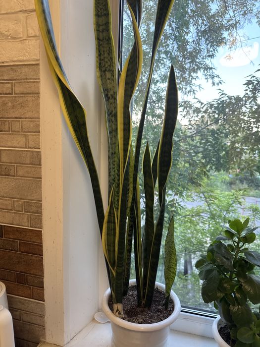 Цветы для офиса и дома