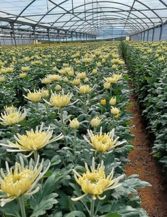 Butasi crizanteme 50+25 gratis