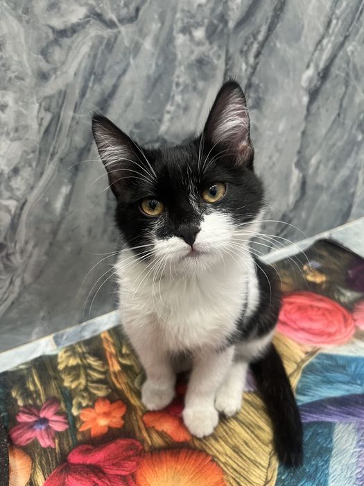 Котенок маленький