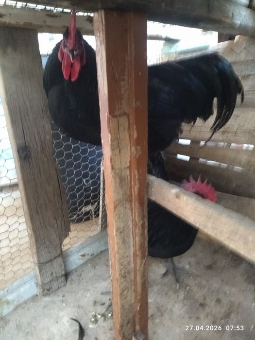 Продам петухов астролоп