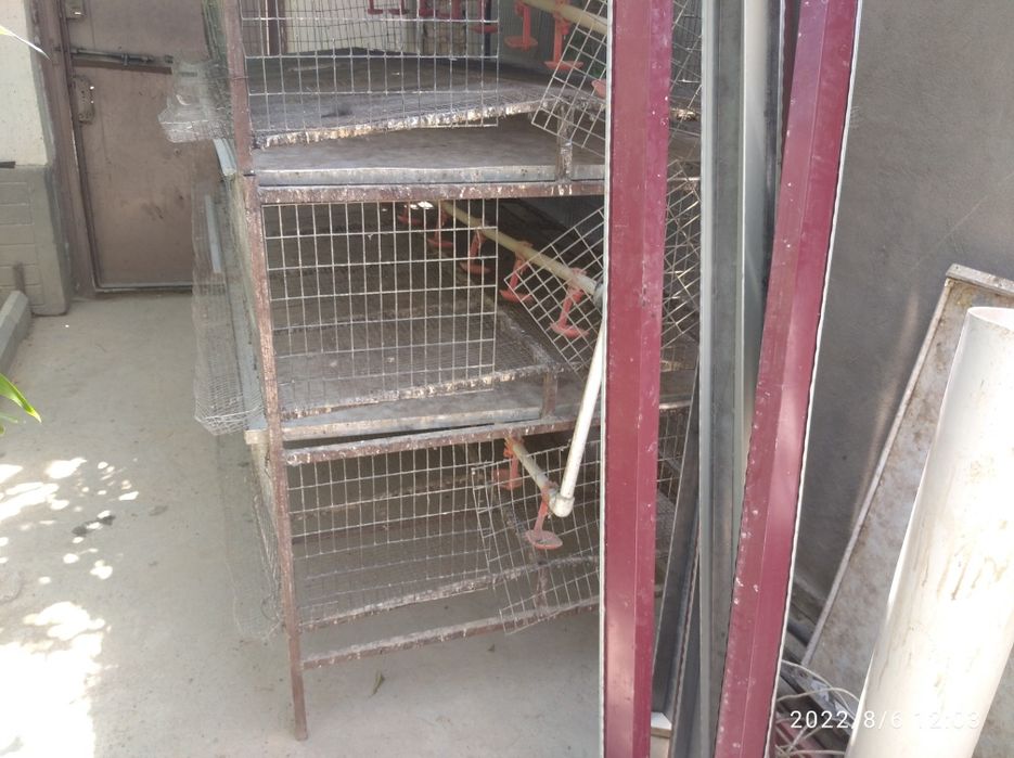 Bedana ini tuxum yonalishga