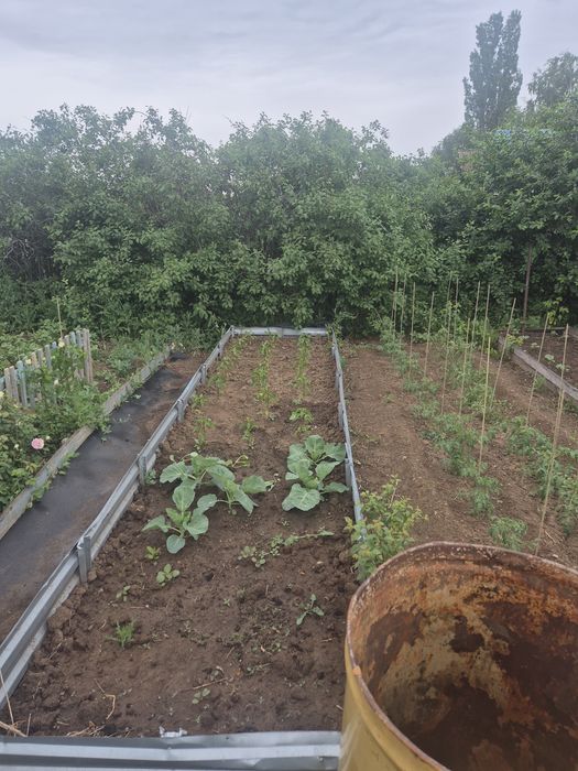 Продам дачу пк каучук в Темнртау.