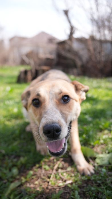 Звоночек собака девочка ищет семью. Добрая к детям