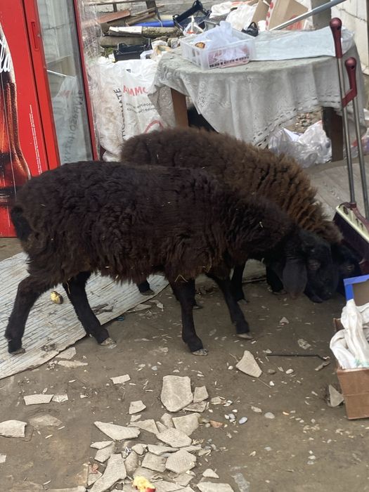 Продаю баранов срочно