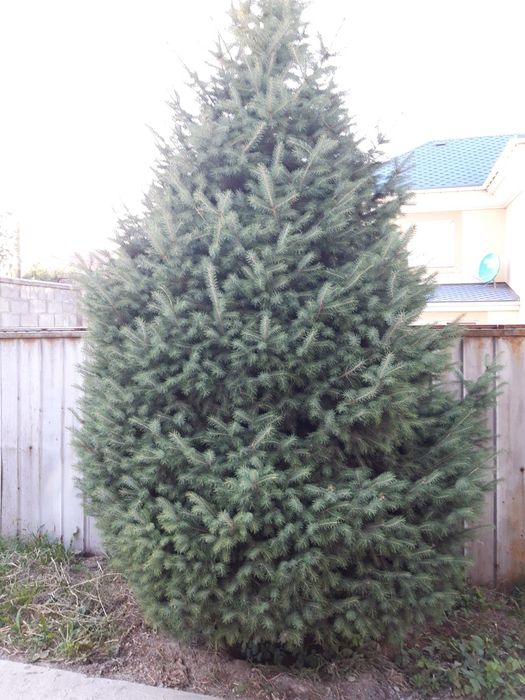 Ели Тань шаньские, 2 ,5-3м