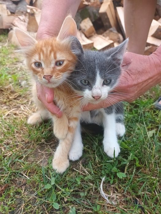 5 pisoi pt adoptie, 2 luni