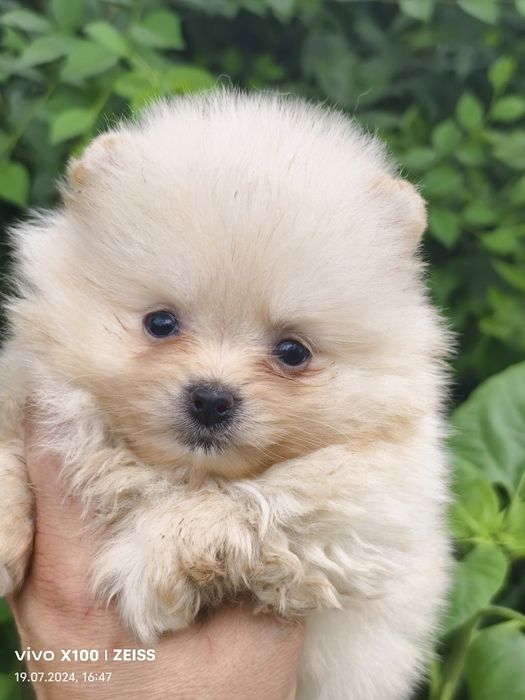 Продам щенков шпица.