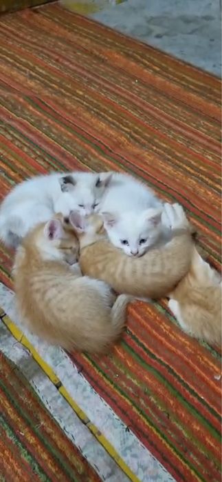 Отдаем бесплатно котят