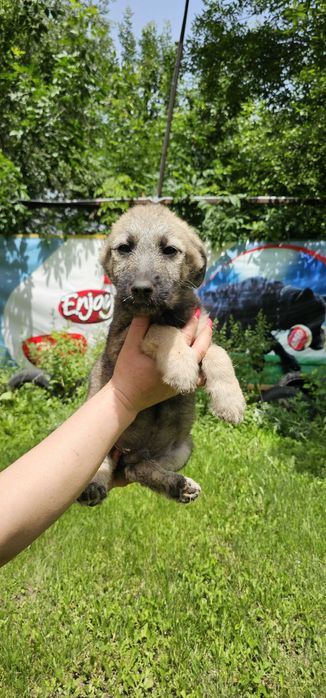 Щенок похож на цвергшнауцера