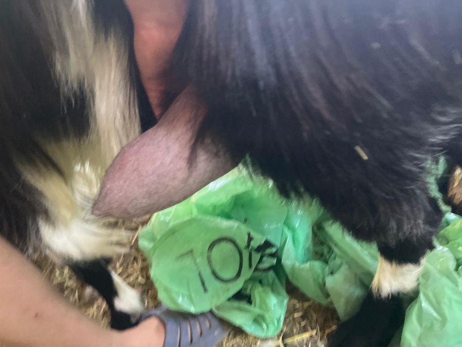 Vând 3 capre 1 țap și două capre bune de lapte