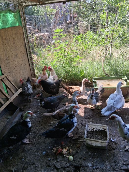 Продавам 8 патици