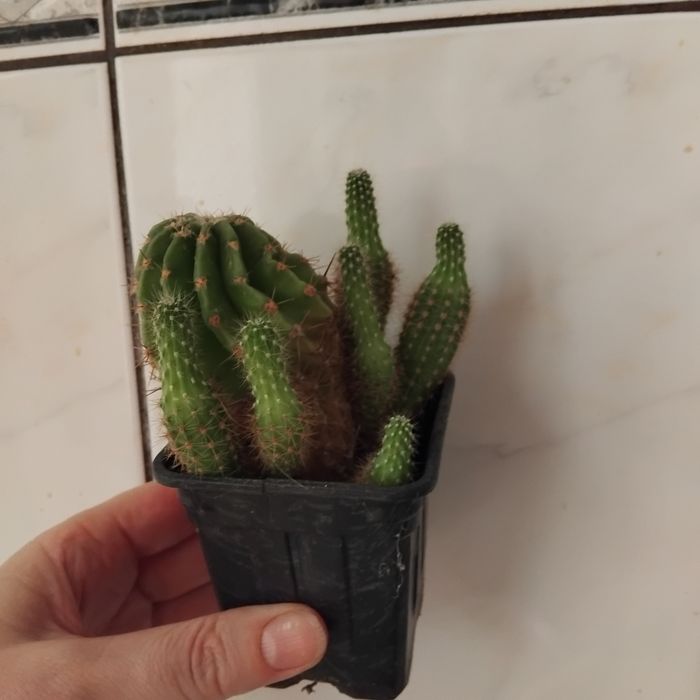 Plante de apartament