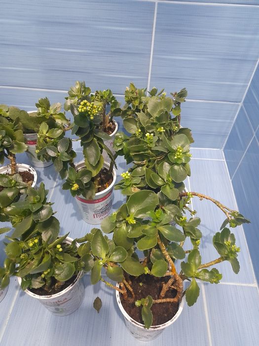 Каланхое- цъфти бяло и розово