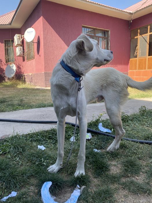 собака в добрые руки СРОЧНО‼️