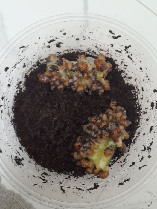 Улитка 2см сотилади