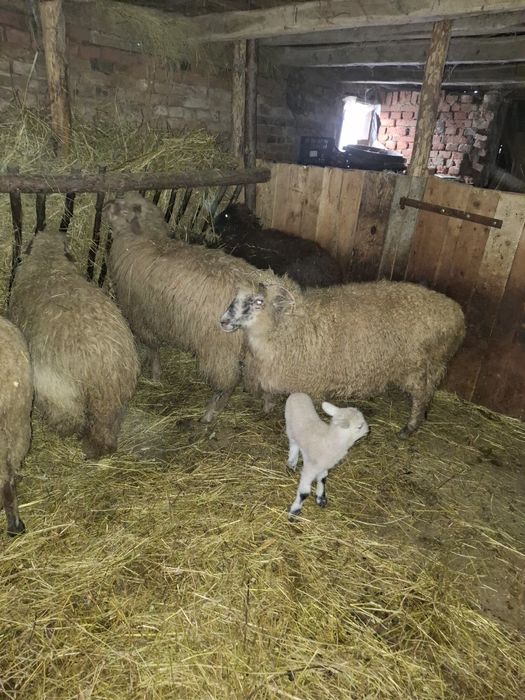 Vând oi cu miei după ele