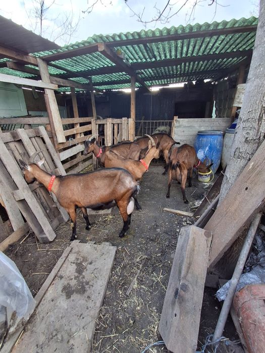 De vînzare capre alpine