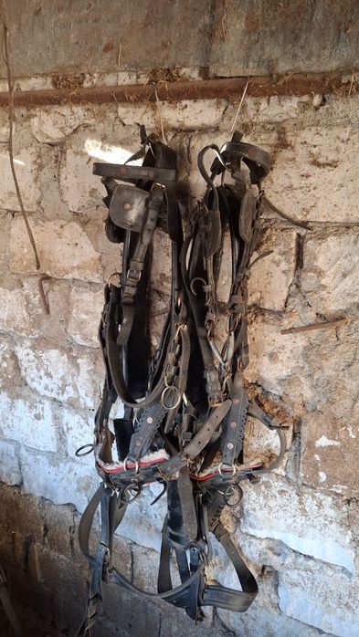 Vand o pereche de hamuri pentru ponei