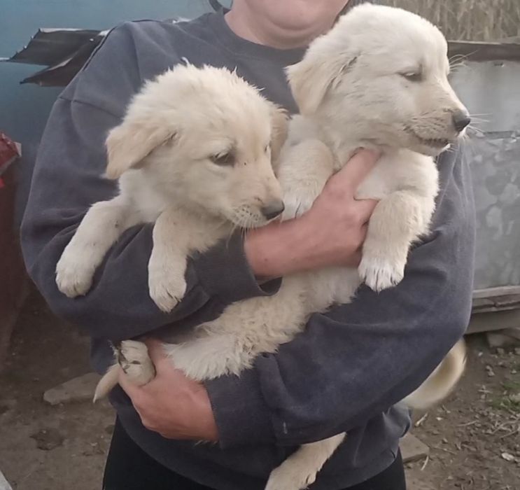 Cățelusi de 1 lună jumătate .