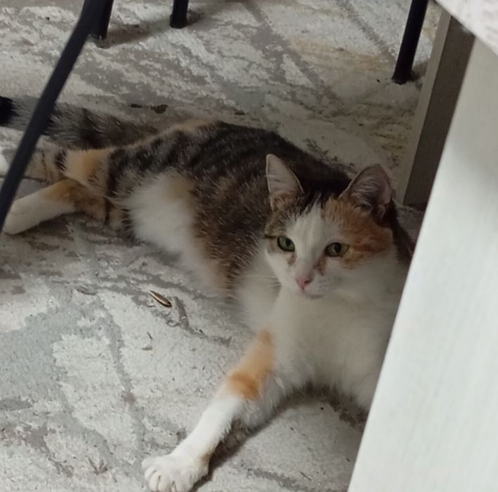 Отдам кошку в добрые руки