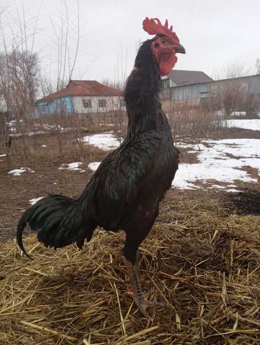 Ассаламу Алейкум! Продам Шолпана