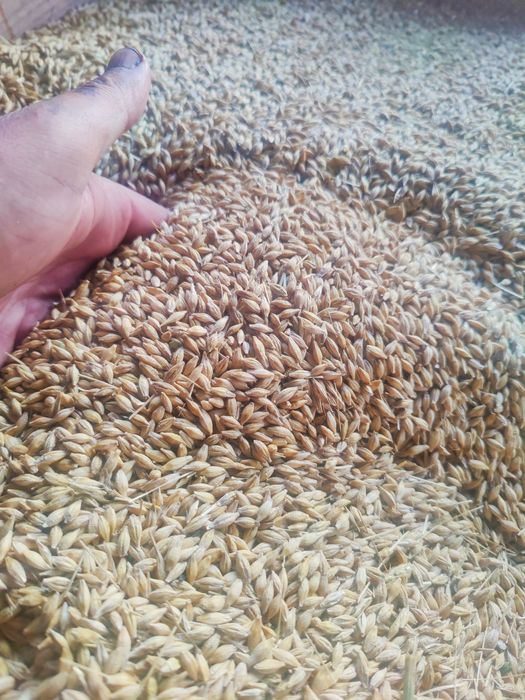 Ovaz, orzoaica de primavara, grau, porumb recolta 2025