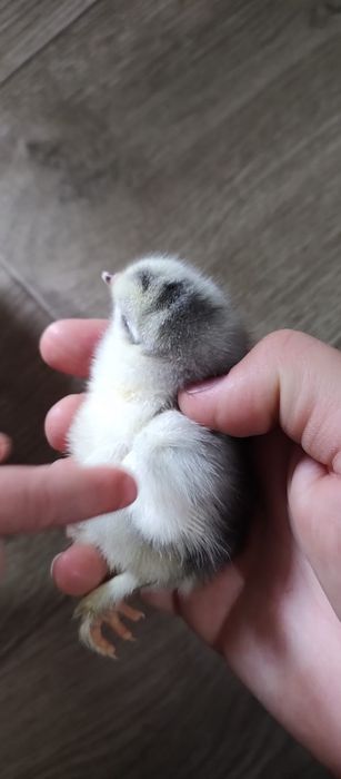 Pui Wiandott, Brahma, Austrolop, Gât golaș, Încălțați, Bărboși.