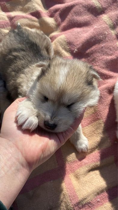 Отдам в добрые руки