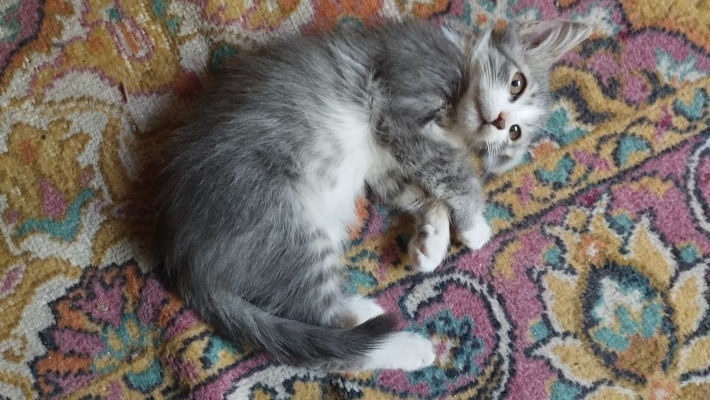 Котята бесплатно две шт